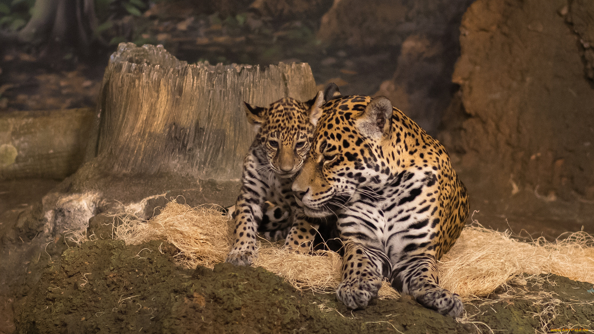 mother jaguar and cub, , , , 